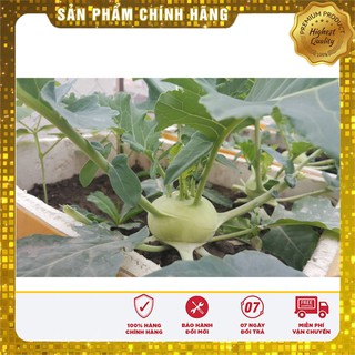 Hạt giống su hào xanh