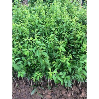 Cây Giống Cherry Anh Đào