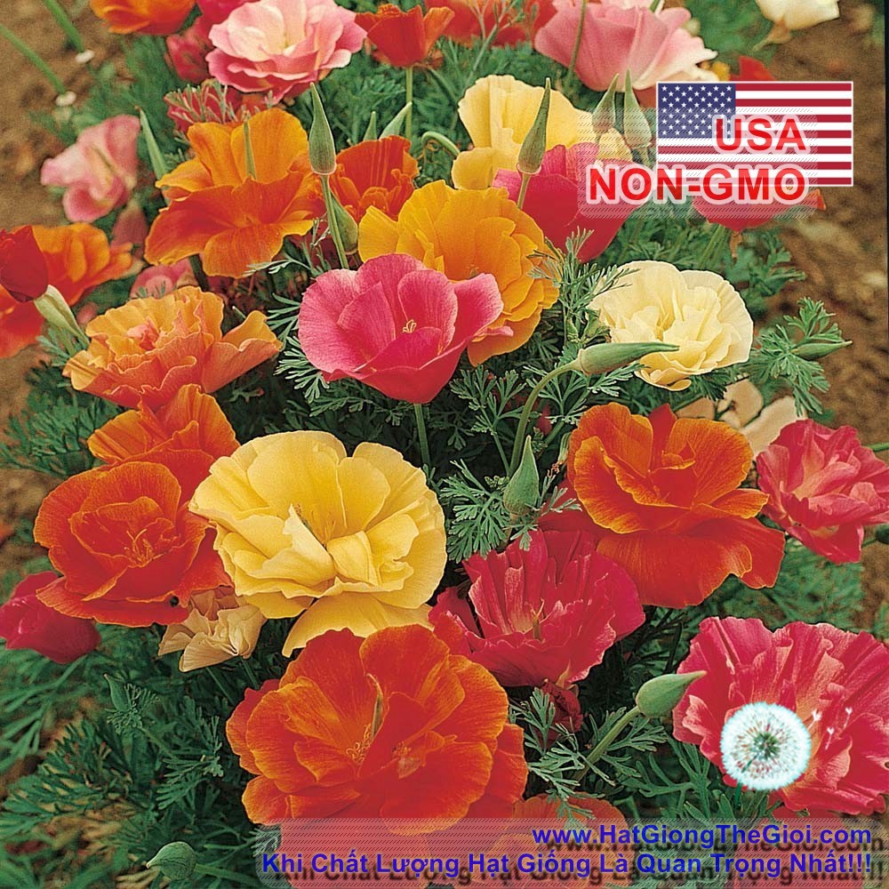 100h Hạt Giống Hoa Kim Anh Poppy California Mix (C1.201| B7*V52)