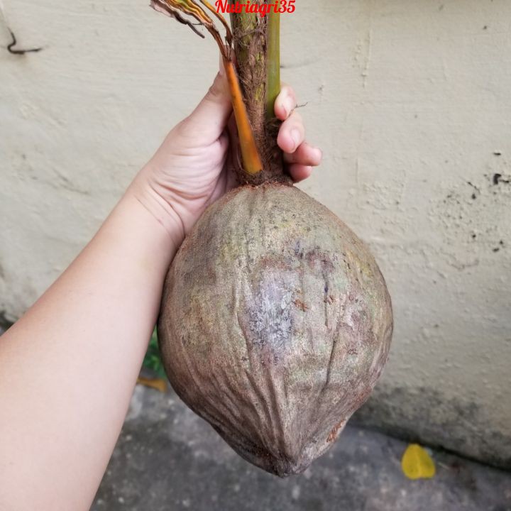 Cây Giống Dừa Ma Lai Vàng_ Dừa Siêu trái siêu nước_Có trái sau 2.5 năm trồng