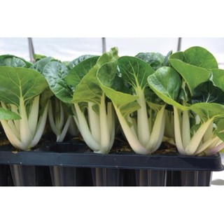 [Big Sale] Hạt giống cải pokoy trắng