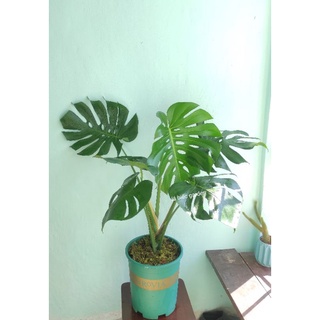trầu bà lá xẻ, monstera deli