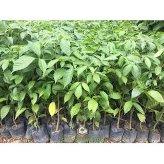 CÂY GIỐNG KÈN HỒNG