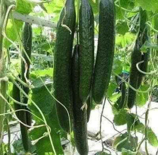 Hạt giống dưa chuột kiếm nhật