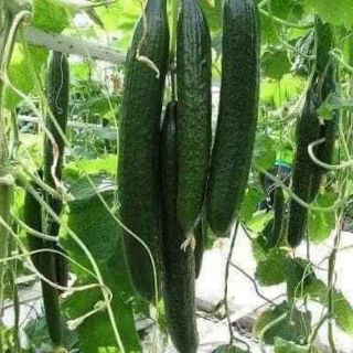 Hạt giống dưa chuột kiếm nhật