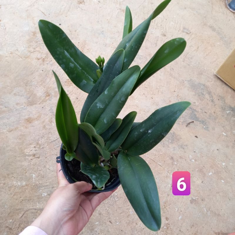 Hoa lan cát mini Phụng Hoàng Lửa trưởng thành sắp hoa