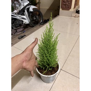 Cây tùng thơm cao 25-30 cm (ảnh thật số 2)