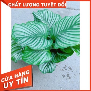 Đuôi công xanh lá tròn- Đuôi công táo xanh chậu nhựa- Cây dong táo xanh- Calathea orbifolia size to