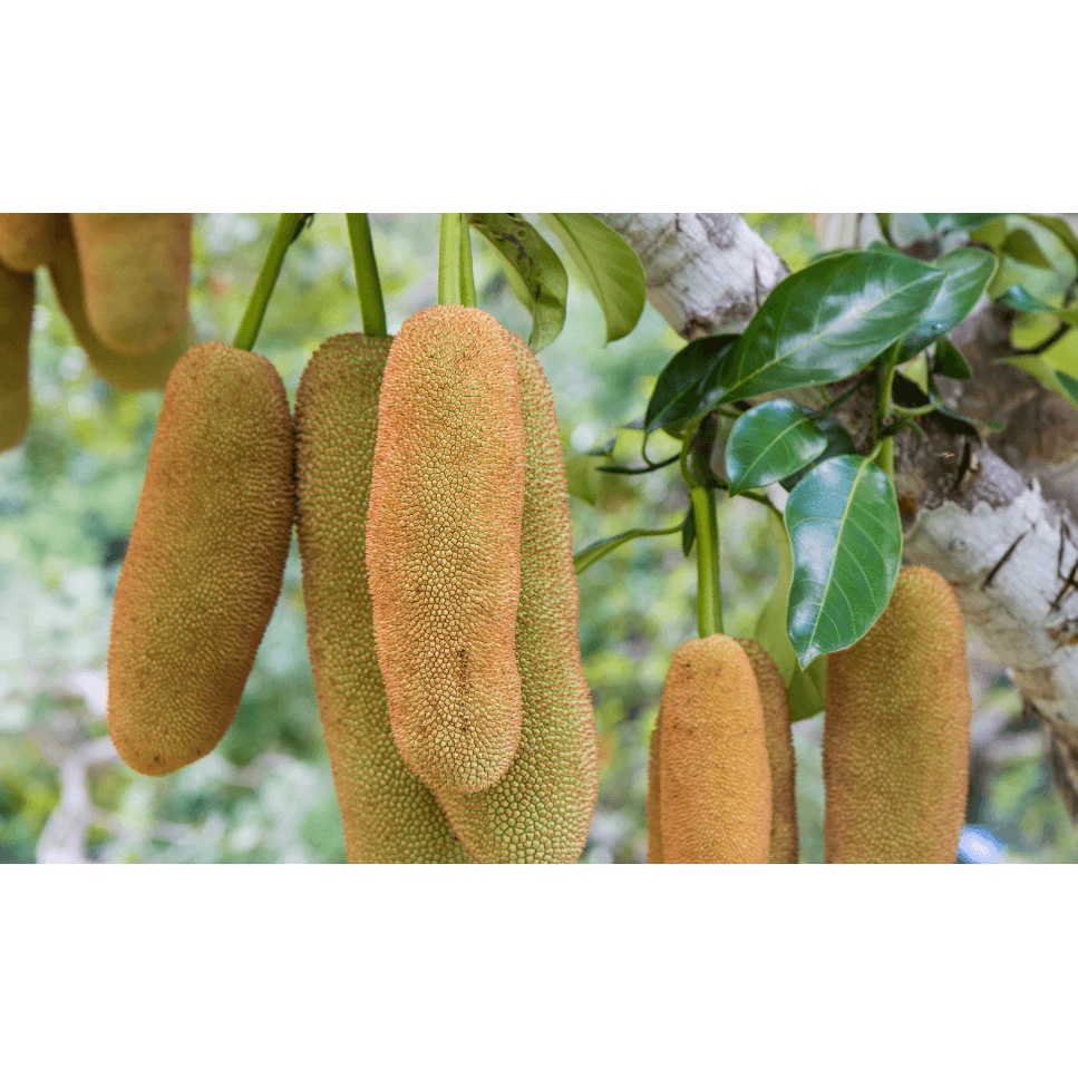 CÂY MÍT RUỘT ĐỎ - CÂY GHÉP - CHUẨN F1 -CAO 60-70CM