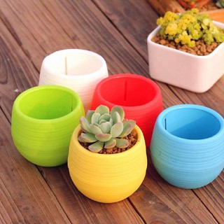 Chậu cây nhựa mini tách nước trang trí văn phòng