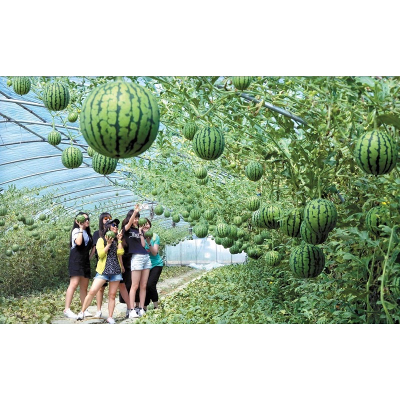 Hạt giống dưa hấu táo cao sản F1