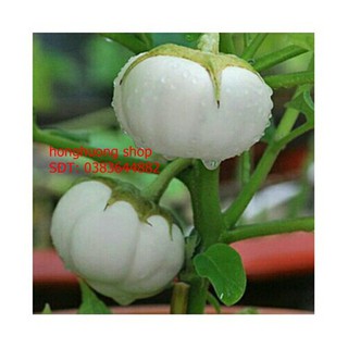 Hạt giống cà dĩa trắng
