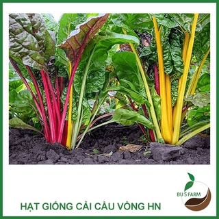Hạt giống Cải cầu vồng HN
