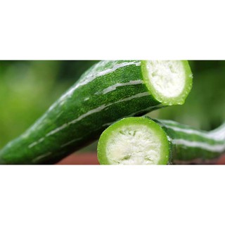 HẠT GIỐNG MƯỚP NHẬT - LẶC LÀY