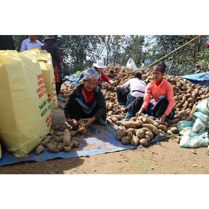 COMBO 1KG  CỦ SÂM ĐẤT TƯƠI NGON NGỌT