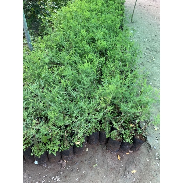Cây Giống Thủy Tùng