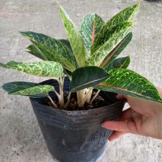 💜Combo 02 cây ngọc ngà💜