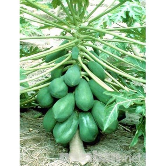 Hạt Giống Đu Đủ Lùn Ruột Đỏ Trái Lớn 5 HẠT