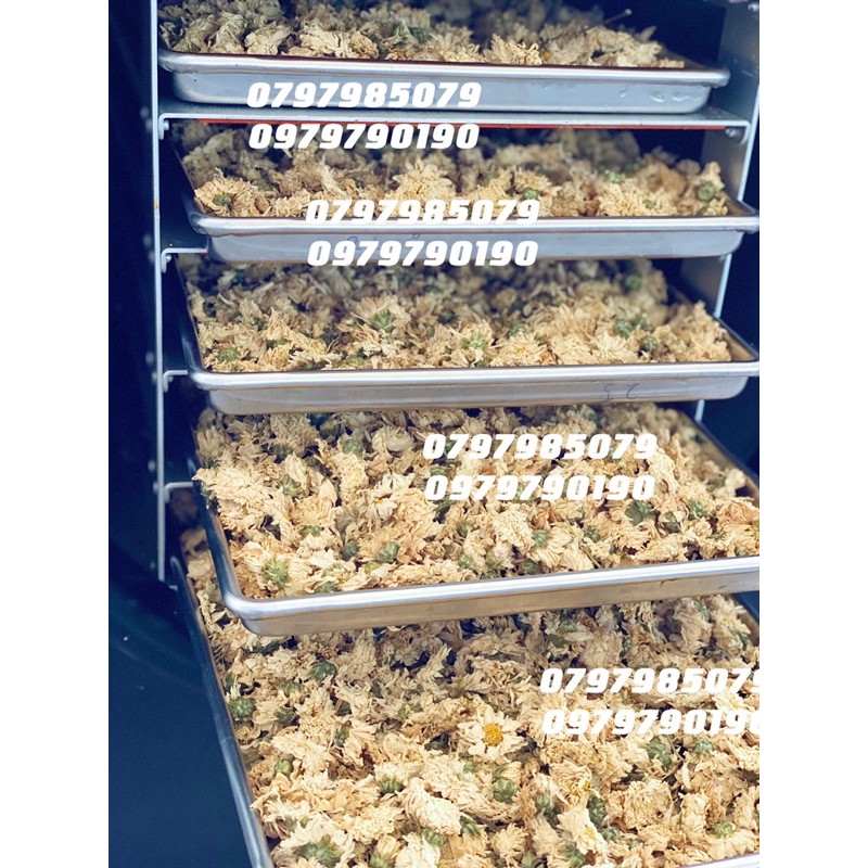 Trà Hoa Cúc Sấy khô chất lượng cao (Bạch cúc) 100g - Tang Đông trùng hạ thảo khi mua từ 200g