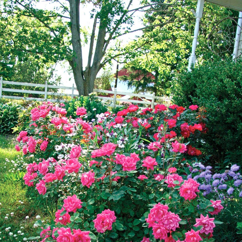 HẠT GIỐNG HOA HỒNG SIÊU NỤ Cây hoàn hảo Double Pink Knock Out Rose Live Plant, 3 Gallon, Bao gồm Hướng dẫn chăm sóc