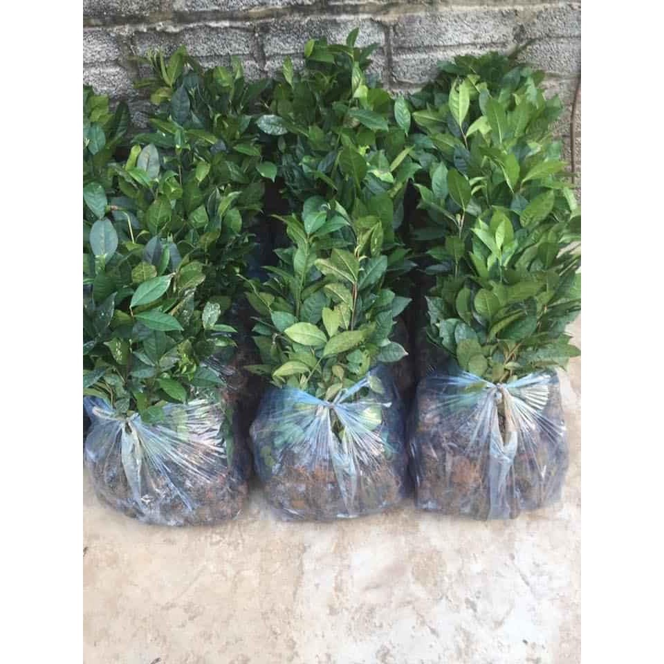 Cây trà xanh - chè xanh thái nguyên - THẾ GIỚI HOA CÂY CẢNH - cao 15cm.