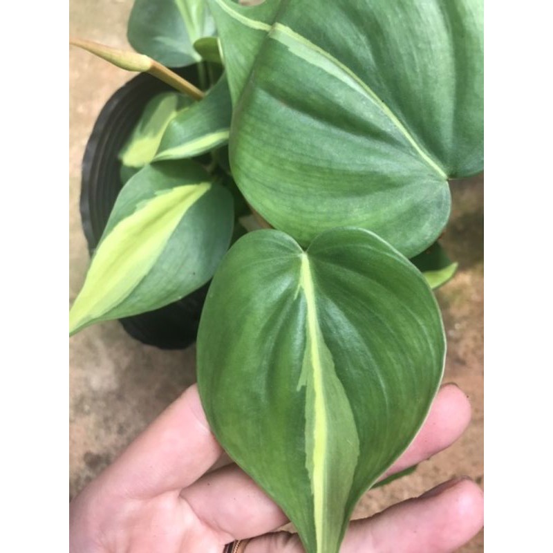Chậu cứng Trầu bà Brazil Philodendron scandens Brazil