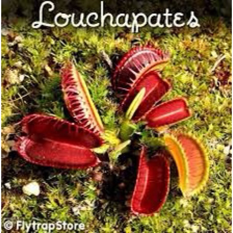 Cây bẫy kẹp louchaptes, venus flytrap louchaptes