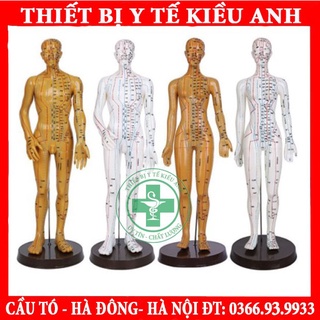 Mô hình châm cứu huyệt vị Nam nữ - mô hình đường kinh lạc 2 màu.
