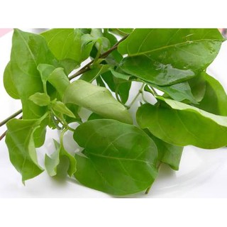 500H Hạt giống lá giang lá to thuần chủng dể trồng