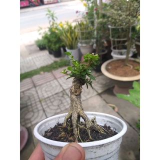 cây Sam hương mini gốc đẹp