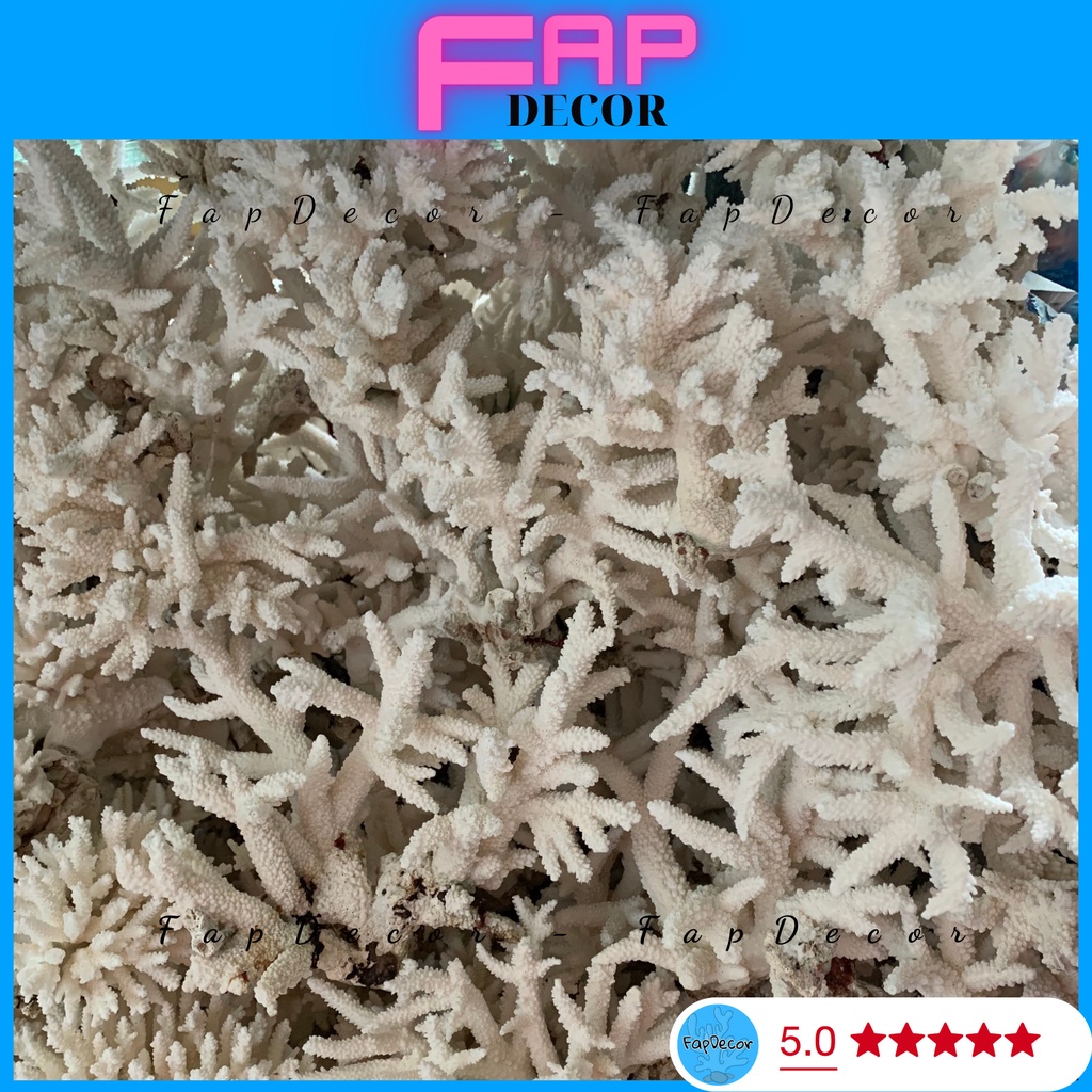 SAN HÔ BÔNG RẠN ĐŨA DẠNG CÂY CAO CẤP ĐẸP TRANG TRÍ THỦY SINH DECOR NHÀ CỬA
