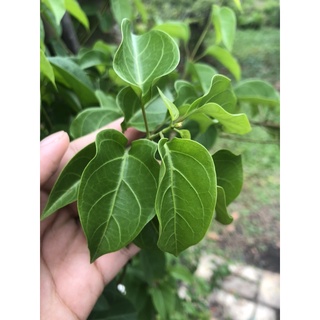 [Giao Hỏa Tốc trong 3 Giơ]  Lá Giang tại vườn
