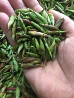 Trà Đuôi Rồng -250g