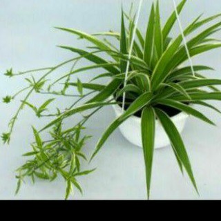 cây dây nhện(cỏ lan chi,mẫu tử) đang đẻ nhánh