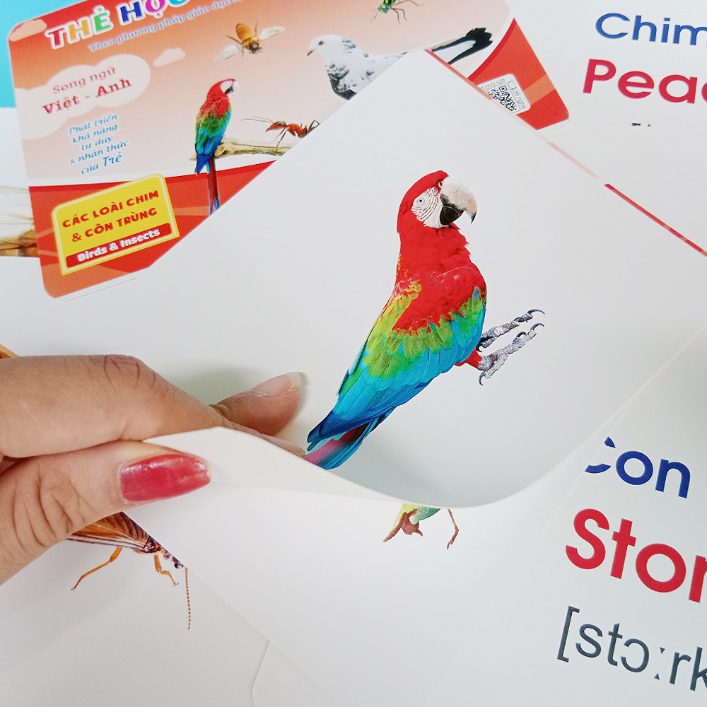 Set 17 Thẻ học song ngữ cho bé -CHIM VÀ CÔN TRÙNG (có mã quét QR dạy cách đọc)