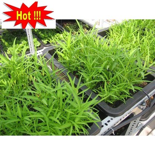 Giống rau muống (100g)