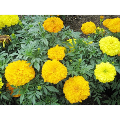 Hạt giống hoa cúc vạn thọ bông to vàng