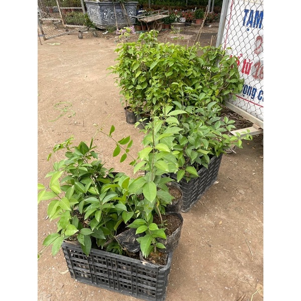 CÂY GIỐNG HOA LAN TỎI cao 50 cm