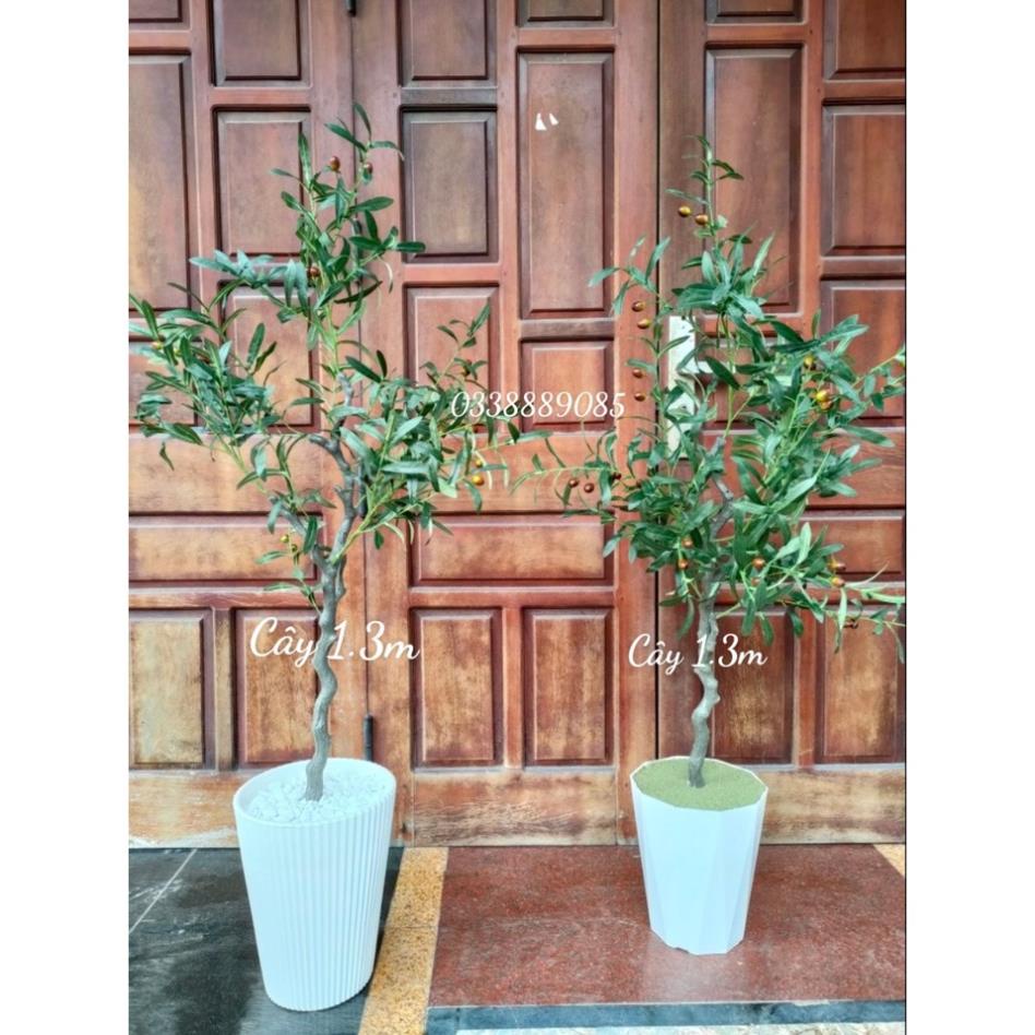 (Ảnh thật) Cây Ô liu, Oliu ,Olive -loại cao cấp cao 1,2m ,1,7m decor sang chảnh