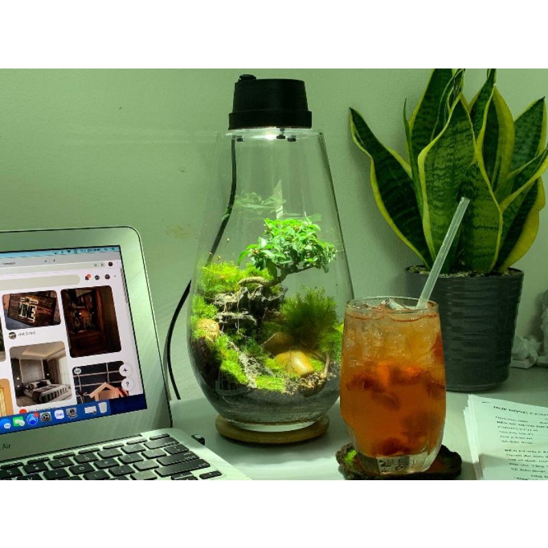 Bộ bình thủy tinh mosslight terrarium size 14x22cm