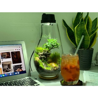 Bộ bình thủy tinh mosslight terrarium size 14x22cm