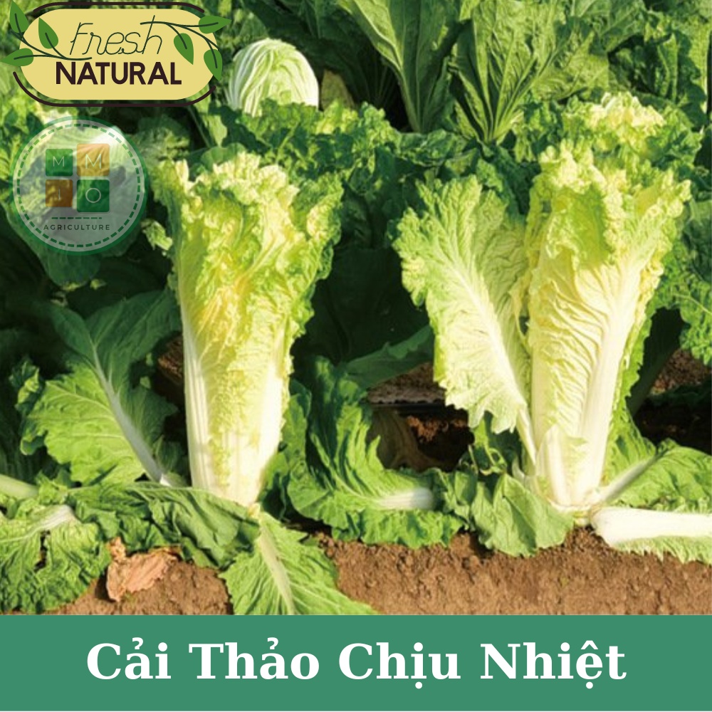 Hạt giống cải thảo chịu nhiệt, dễ trồng nhanh thu hoạch