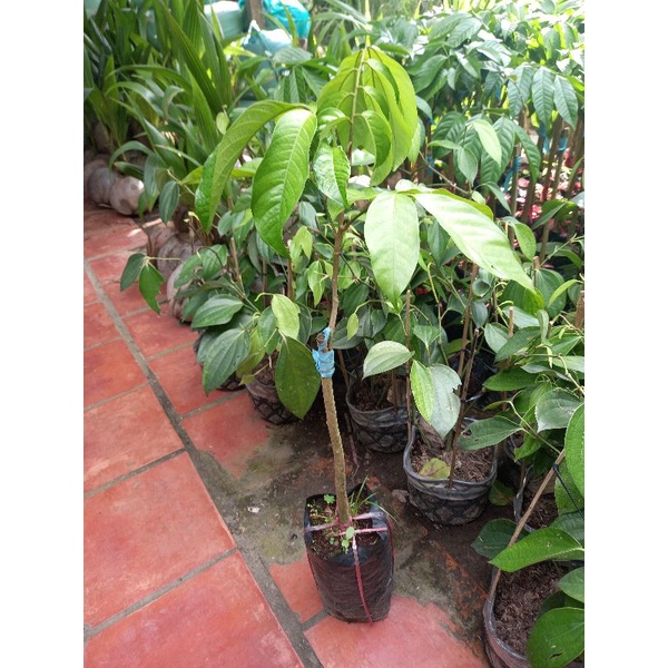 cây giống bòn bon