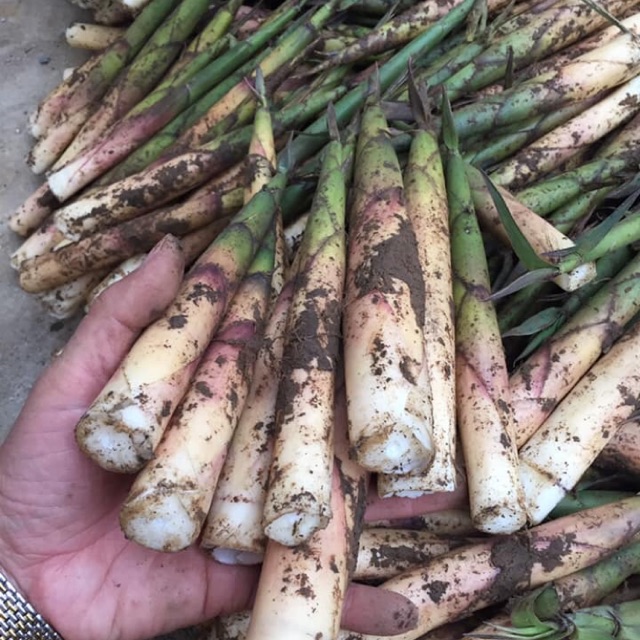 Măng Sặt Tươi