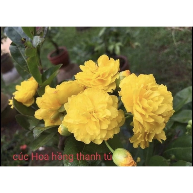 MAI CÚC HOA HỒNG THANH TÚ  bảo hành giống trọn đời