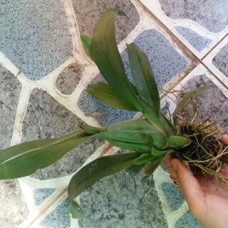 Lan giống Vũ nữ Mèo hoang