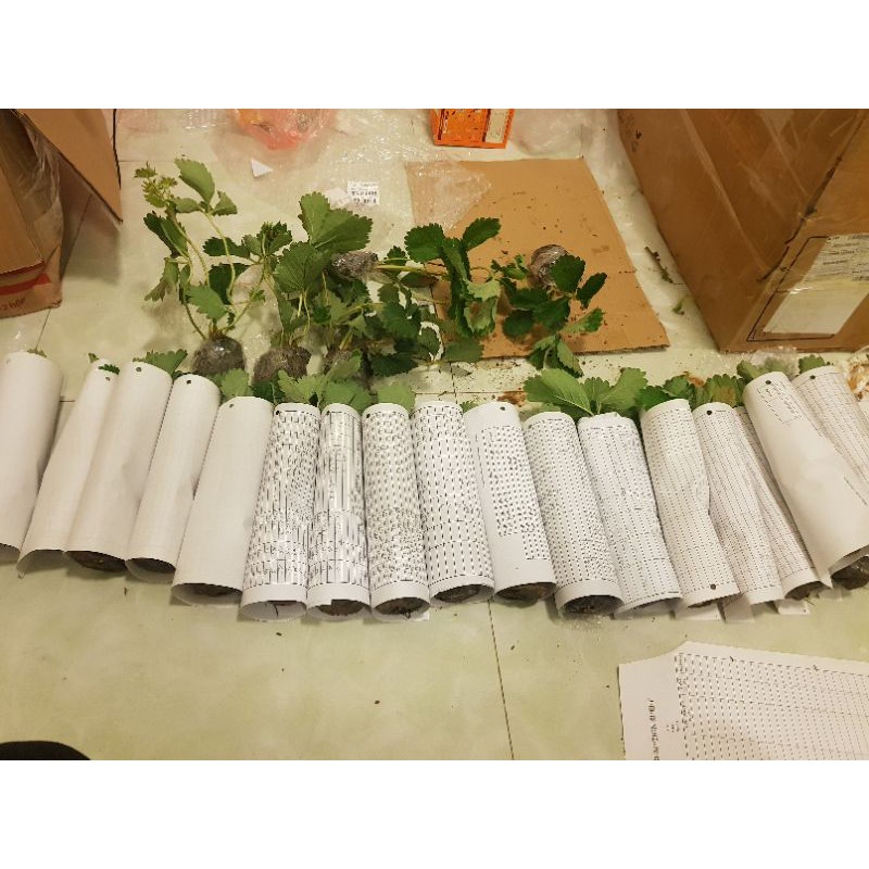 Dâu tây giống Hana Nhật chịu nhiệt dễ trồng, sai quả, trái ngọt