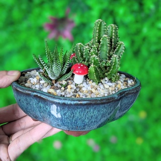 Chậu tiểu cảnh sen đá xương rồng