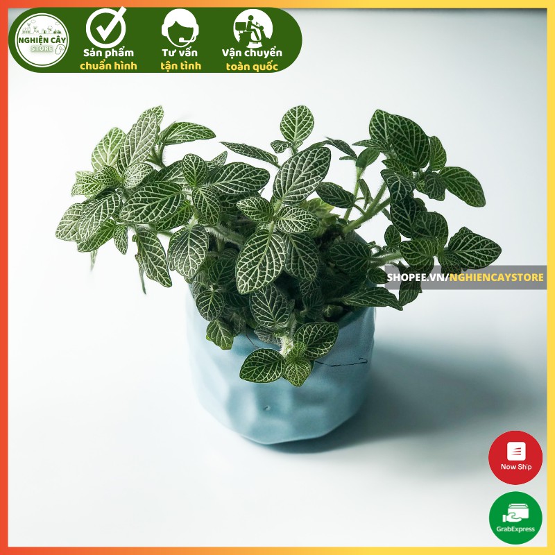 Cây cẩm nhung, lá may mắn nhiều màu (Fittonia)