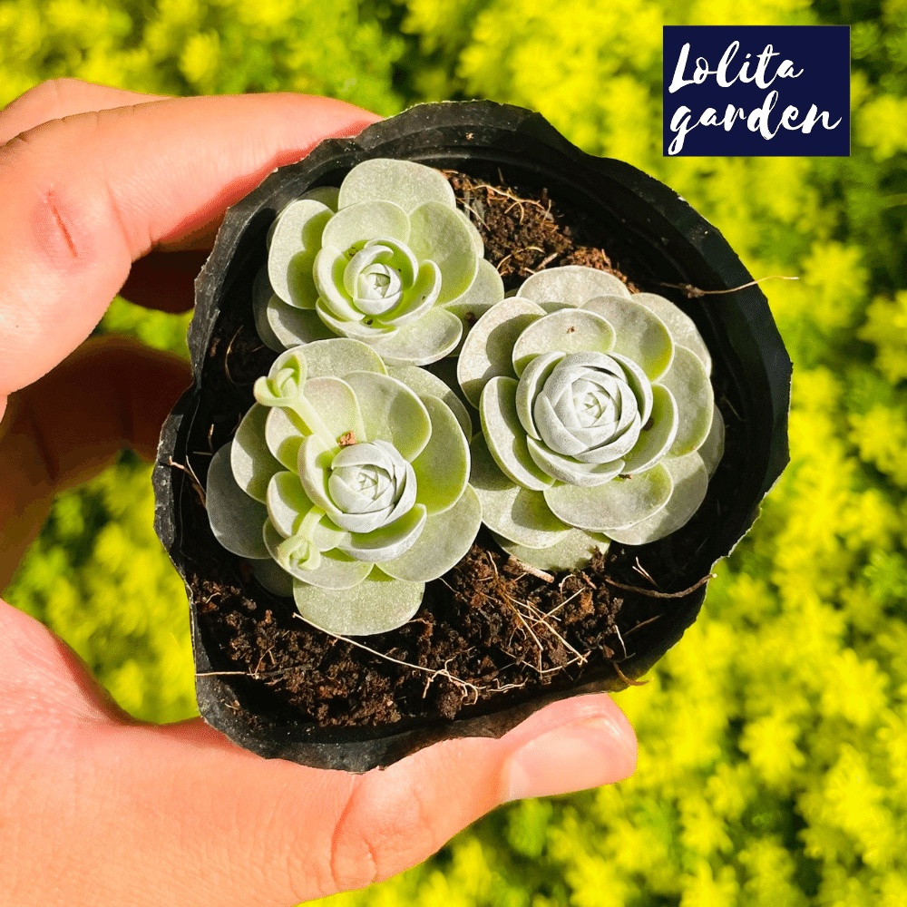 Sen đá dù tròn Đà Lạt size bé cây cảnh trang trí nhà cửa Lolita garden